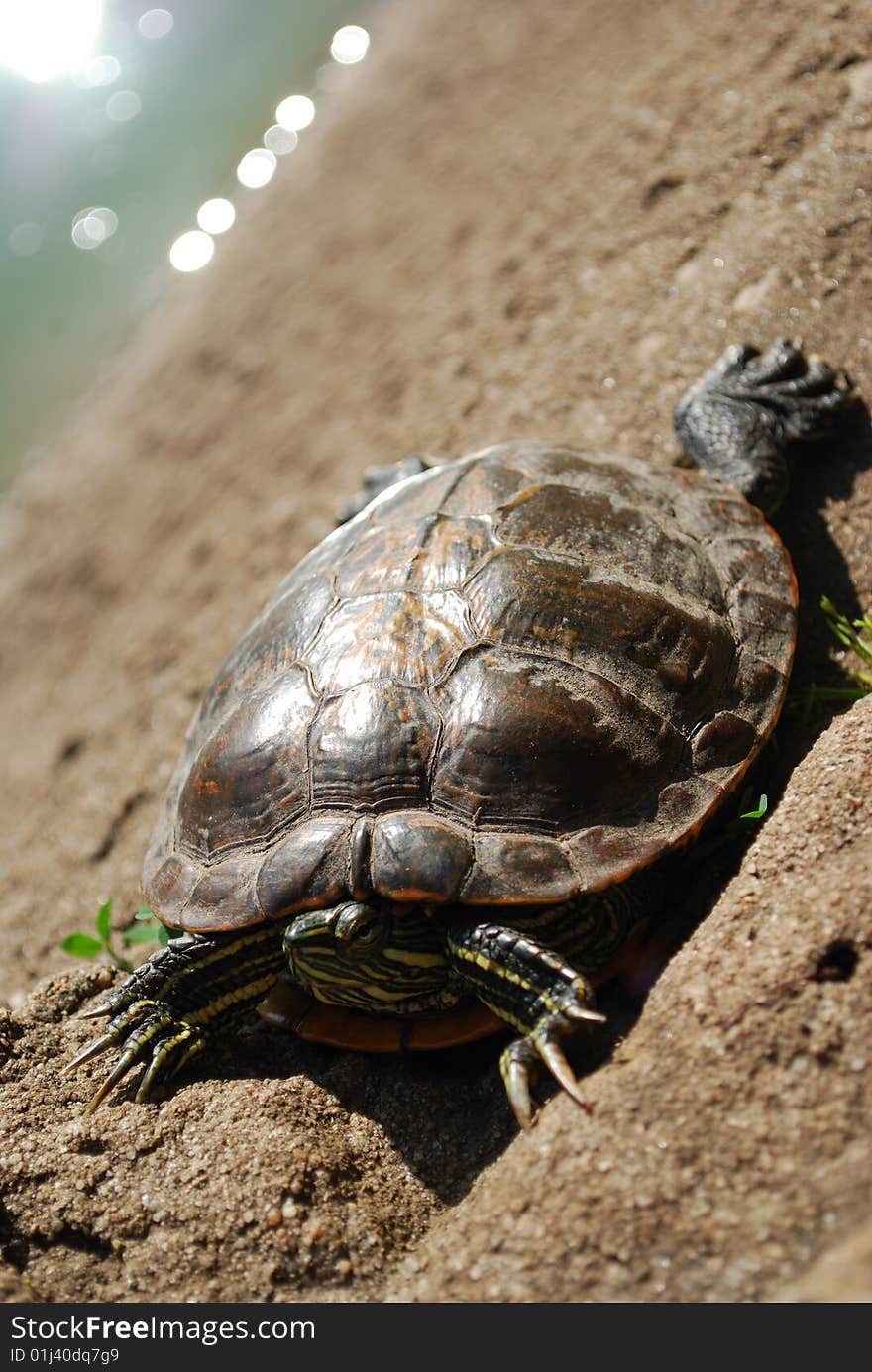 Turtle in the sun