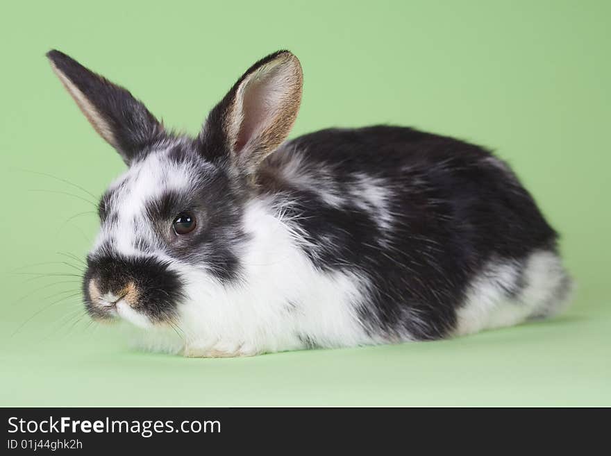 Spotted bunny, isolated on green