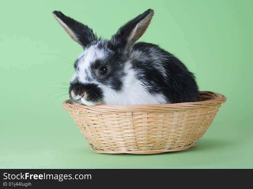 Spotted bunny in the basket, isolated