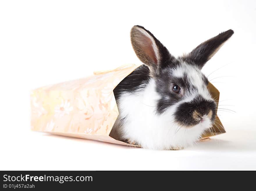 Spotted bunny in the bag, isolated