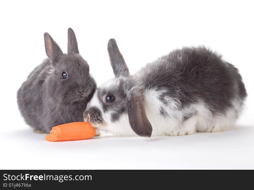 Two Bunny And A Carrot, Isolated