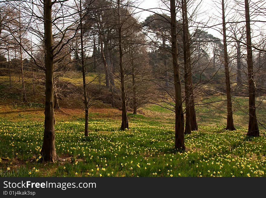 Spring forest with daffodil flowers