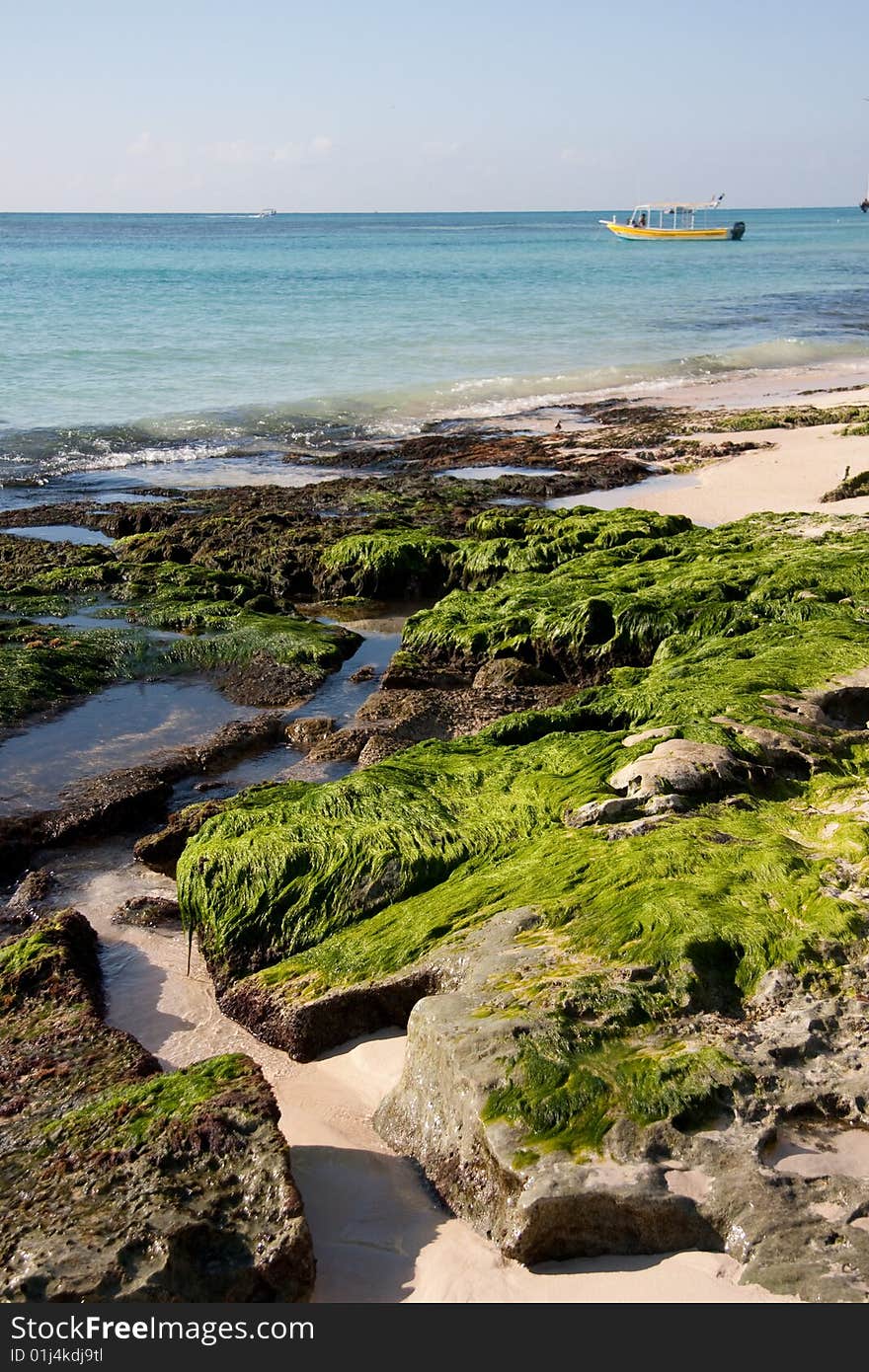 Moss on Beach Rocks