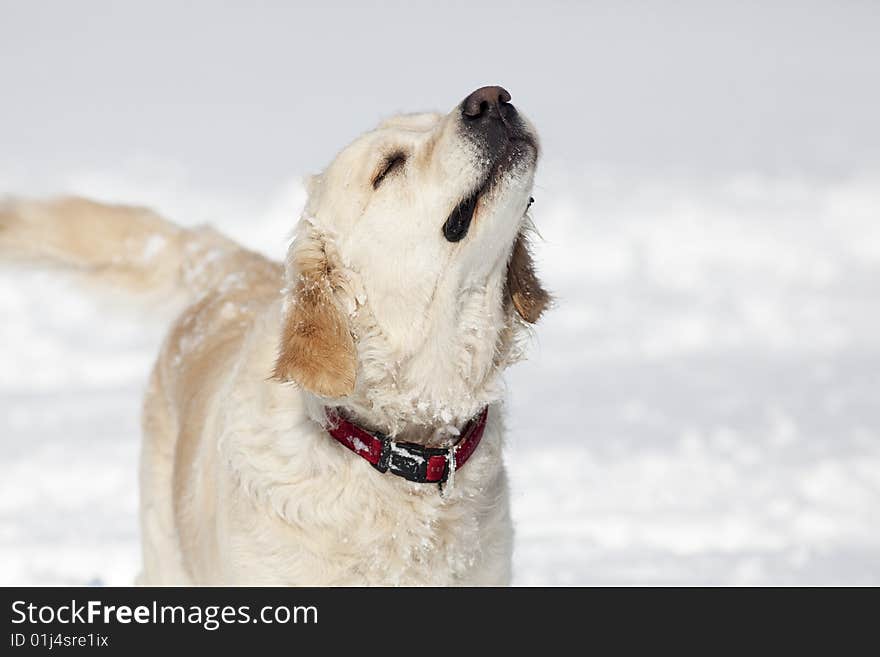 Golden Retriever