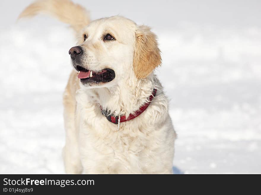 Golden Retriever