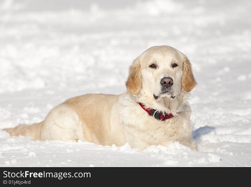 Golden Retriever laying in the snow