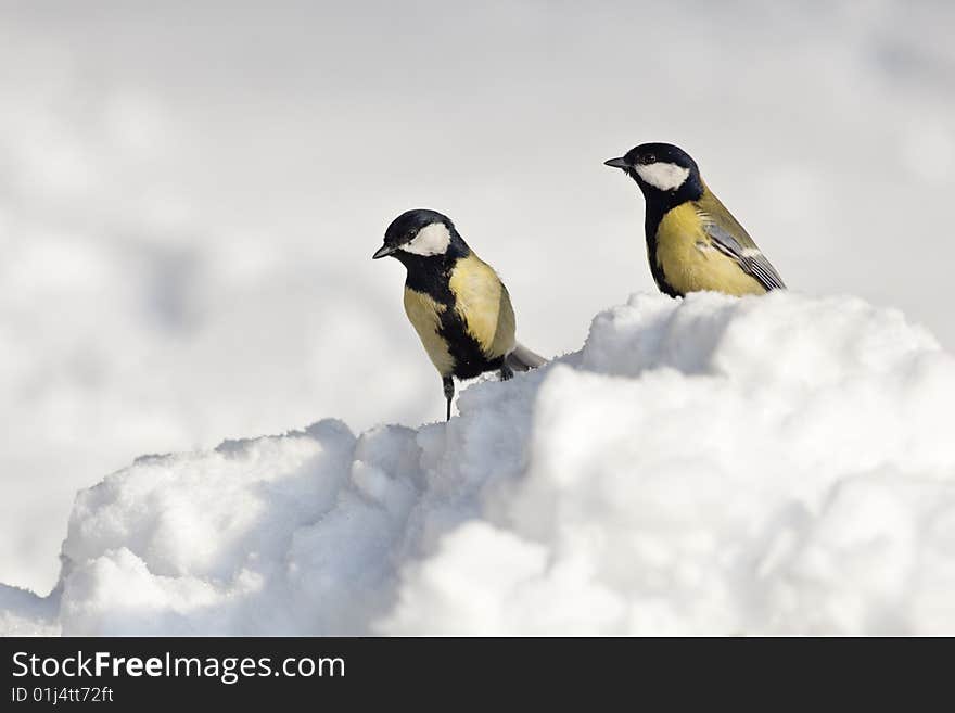 Two titmice on the snow