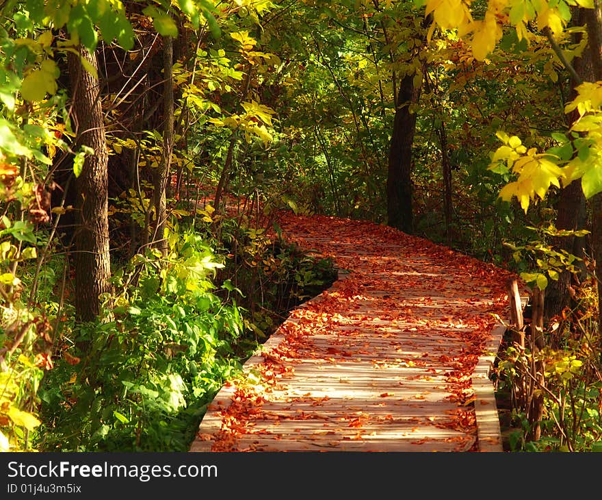 Wooden path in the autumn