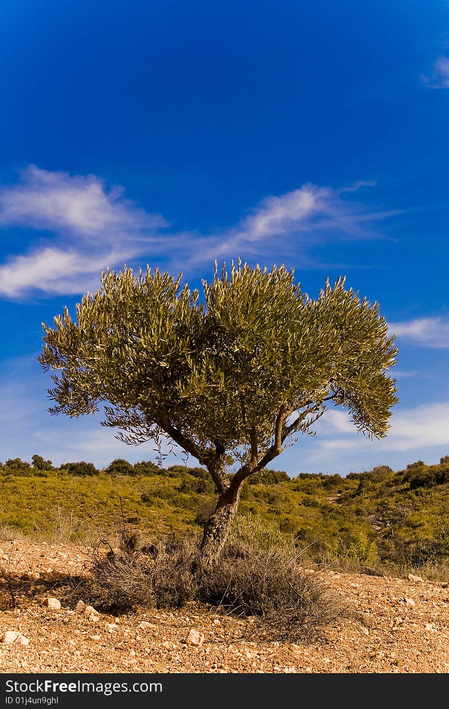 Field of olive trees in Spain. Guadalajara province. Field of olive trees in Spain. Guadalajara province