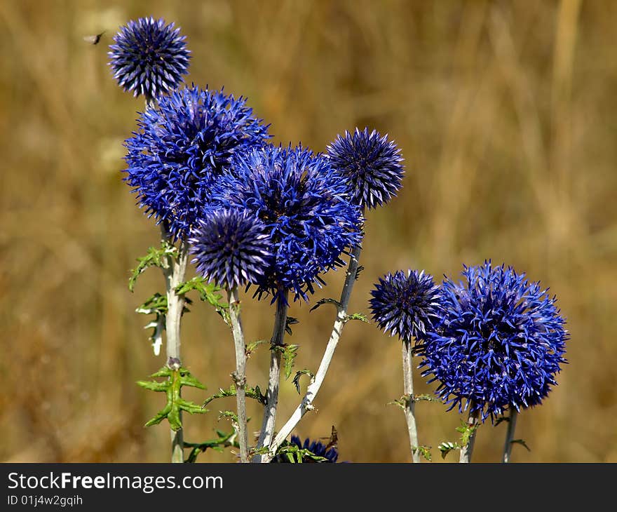 Purple desert flower in the national park Deliblato,Serbia