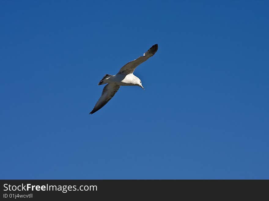 A seagull in flight against a blue sky. A seagull in flight against a blue sky