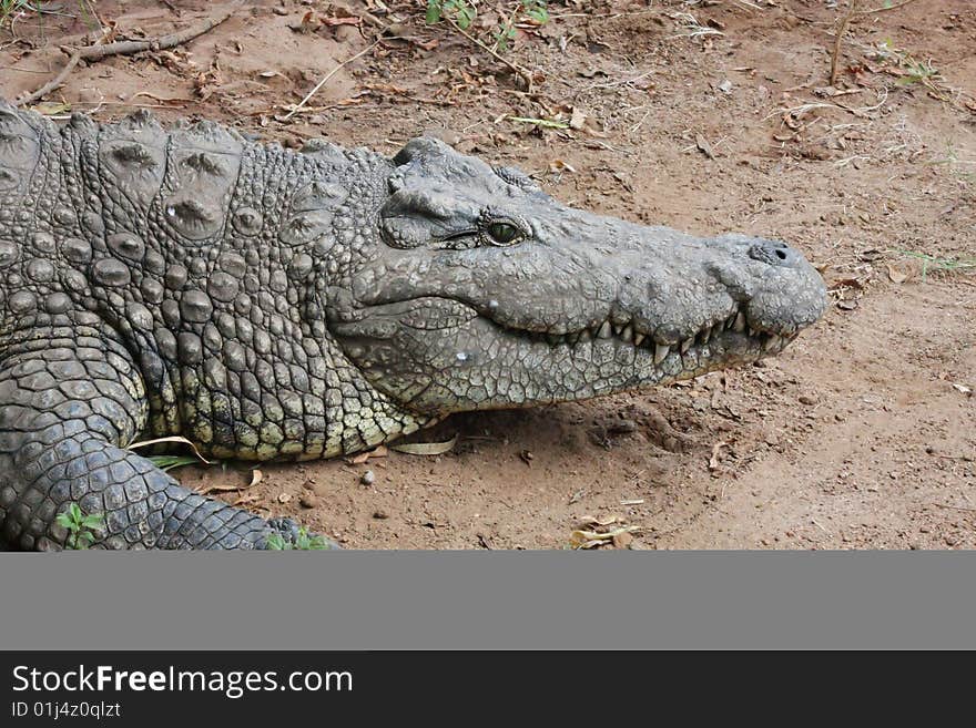 Crocodile resting at farm in sanctuary.