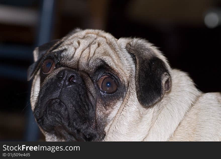 Wrinkled dog looking into camera with ears down