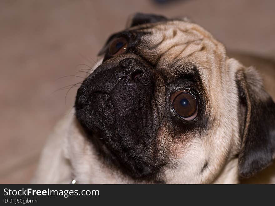 Wrinkled dog with eyes open looking up. Wrinkled dog with eyes open looking up