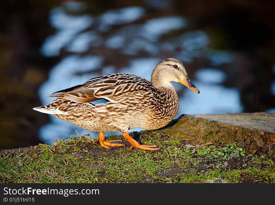 Cute duck in the pond. Cute duck in the pond