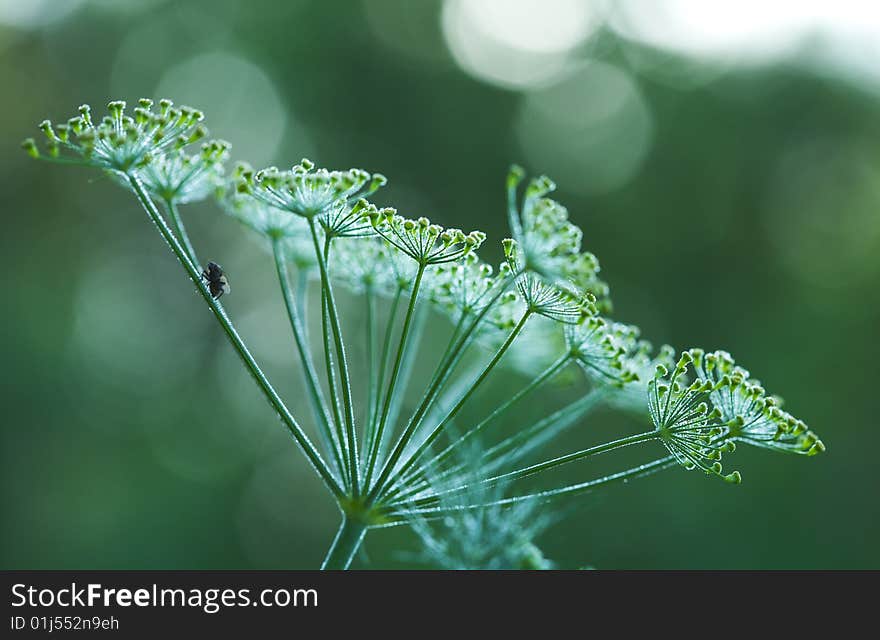 Green dill closeup