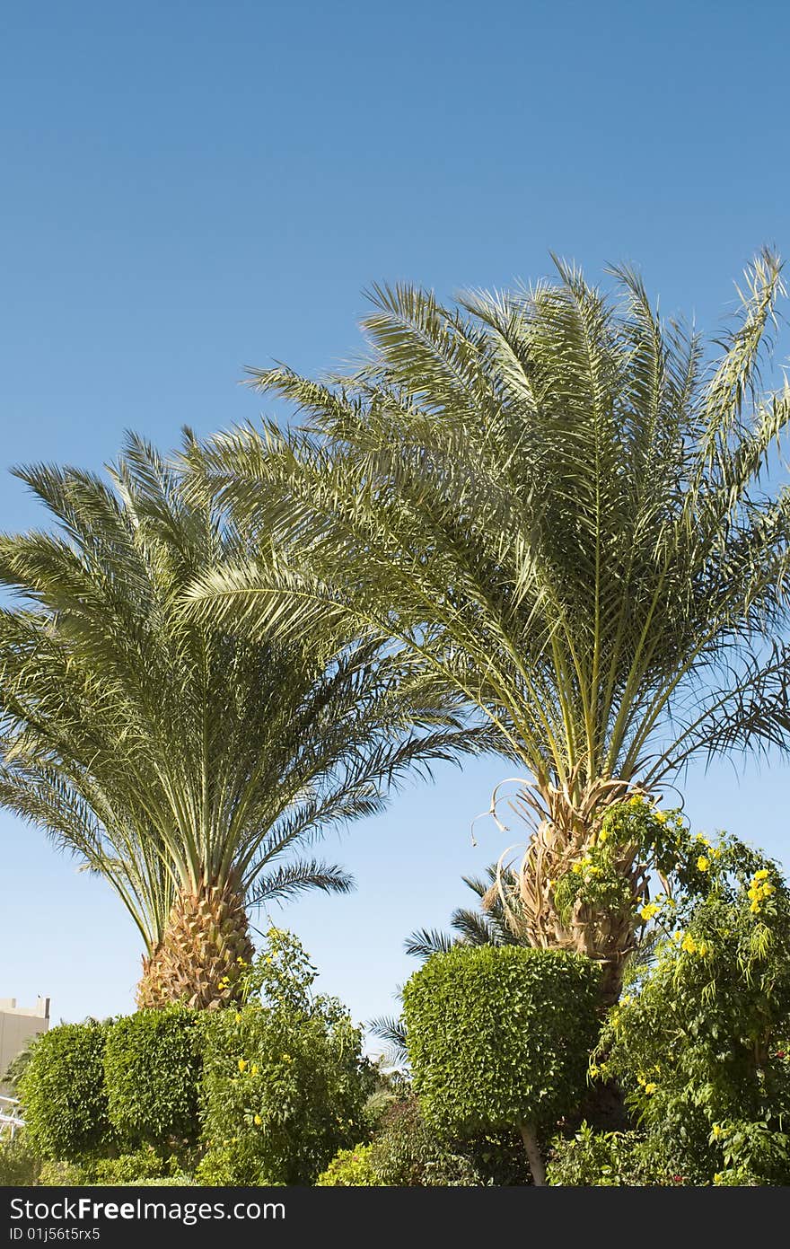 Two gross evergreen palms in midday sun. Two gross evergreen palms in midday sun