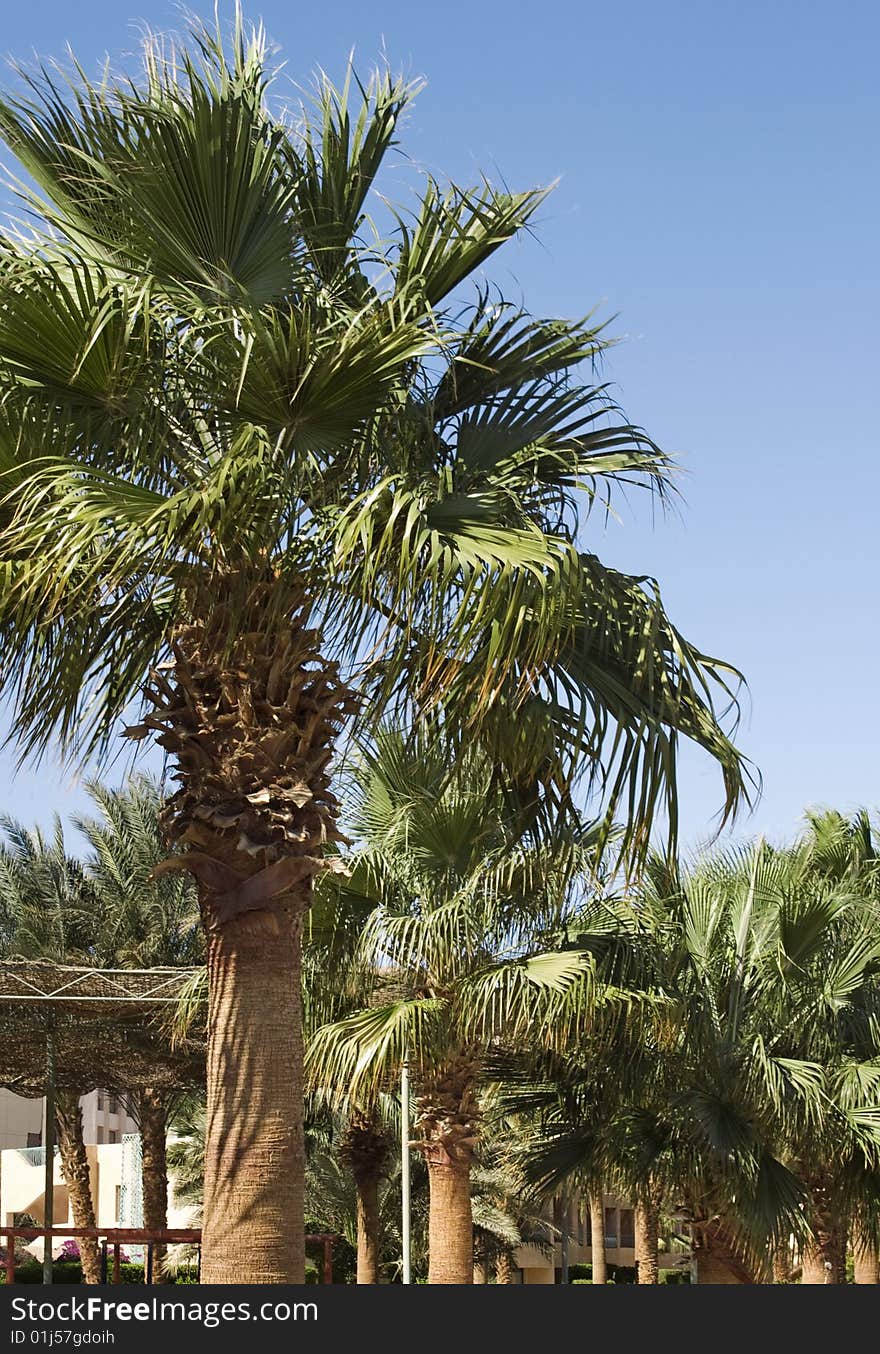 Palms In Hotel