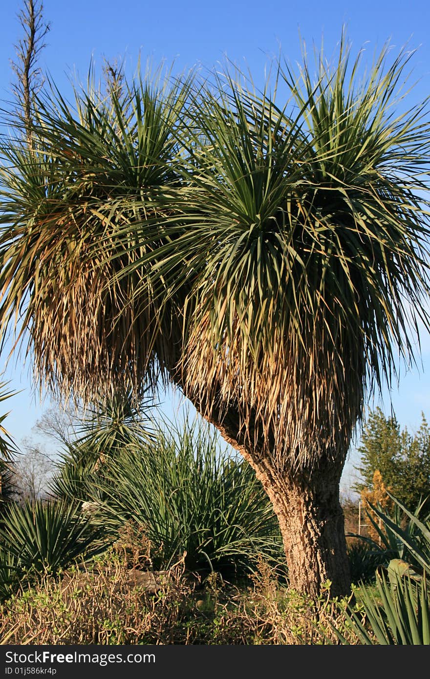 Yucca tree