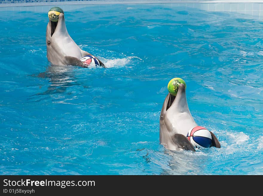 Two dolphins plays with ball