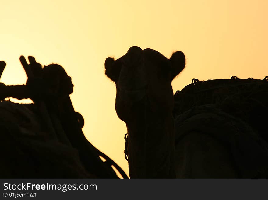 Camel in the sunset