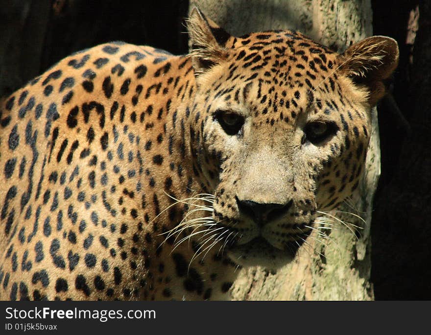 A close view to a leopard. A close view to a leopard