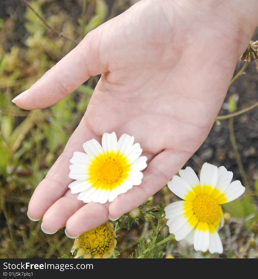 Hands holding a yellow daisy. Hands holding a yellow daisy.