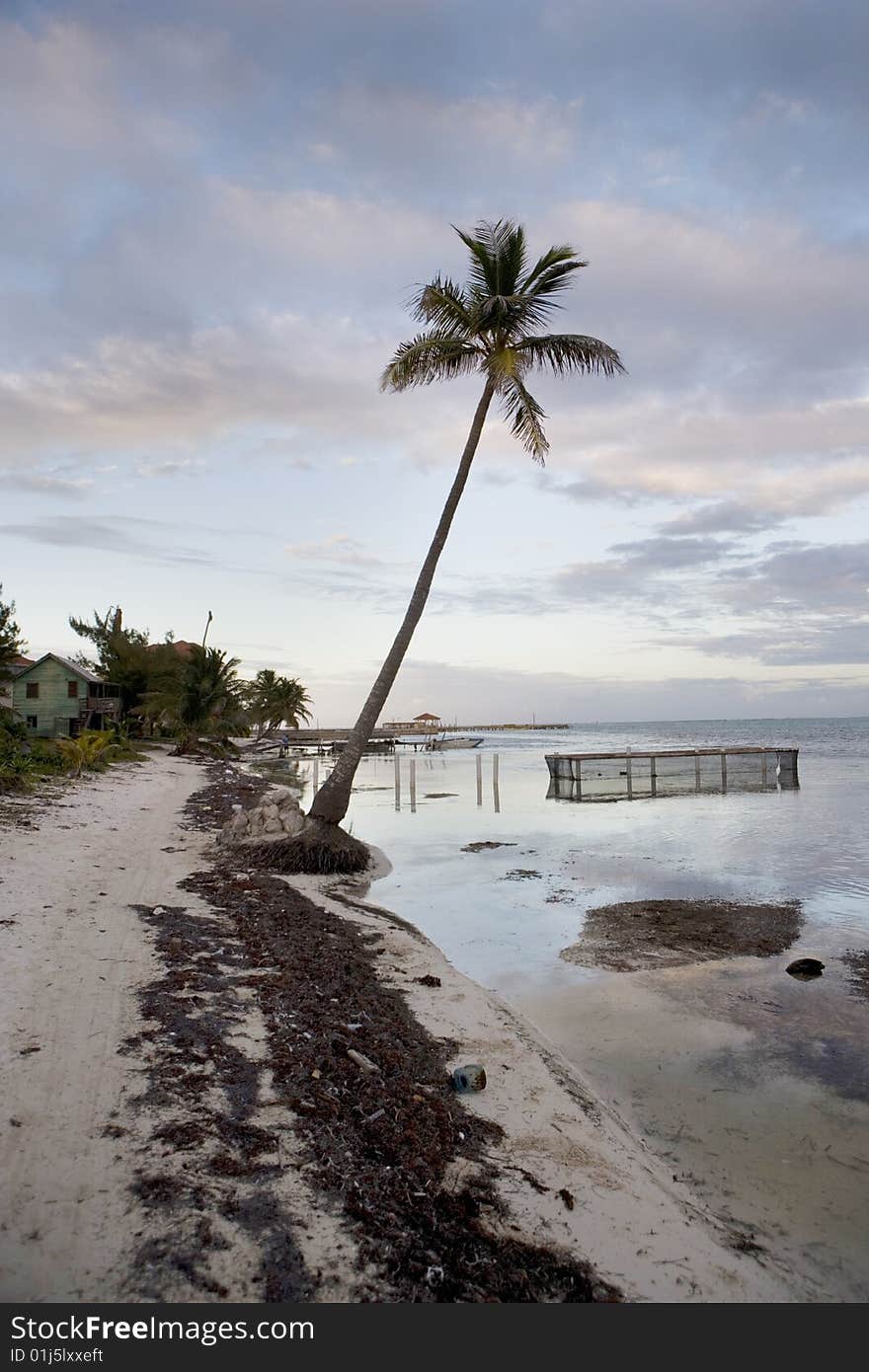 A single palm tree on the beach with a sunset in progress on Ambergris Caye in Belize. A single palm tree on the beach with a sunset in progress on Ambergris Caye in Belize.