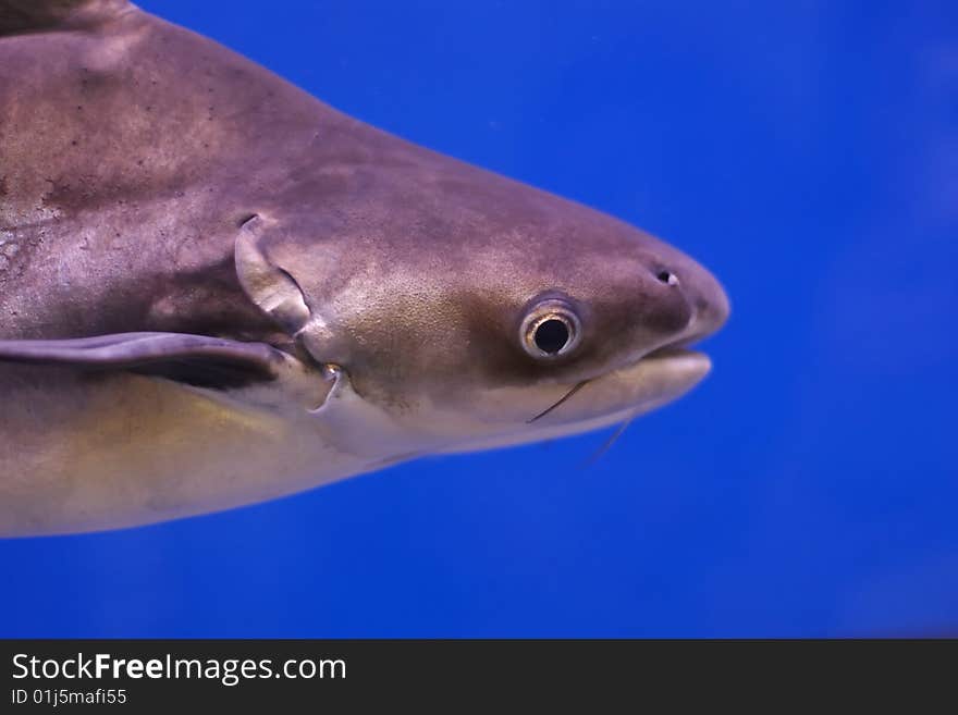 Fish in aquarium on blue background. Fish in aquarium on blue background