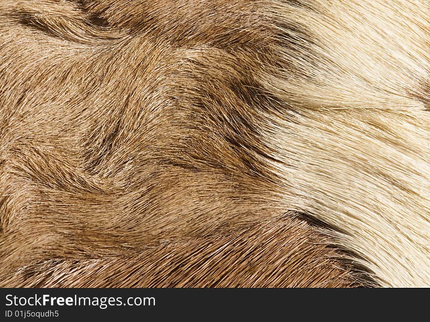 Abstract patterns in a closeup view of springbok animal fur. Abstract patterns in a closeup view of springbok animal fur