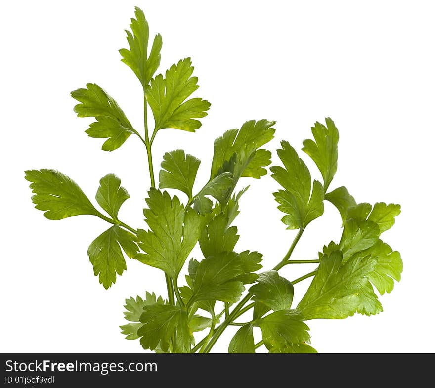 Organic parsley italian