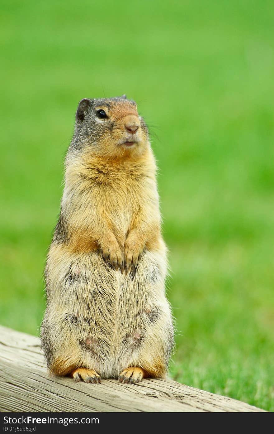 Alert ground squirrel standing guard