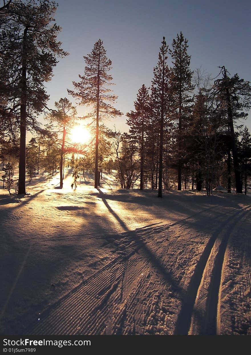 The sun sets behind trees on ski tracks. The sun sets behind trees on ski tracks.