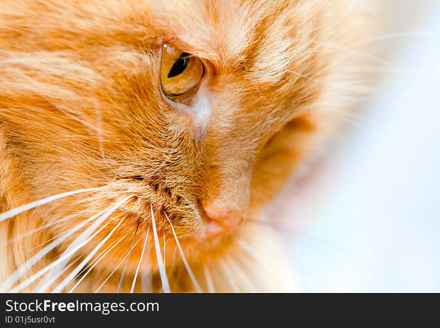 Red cat head, shot closeup