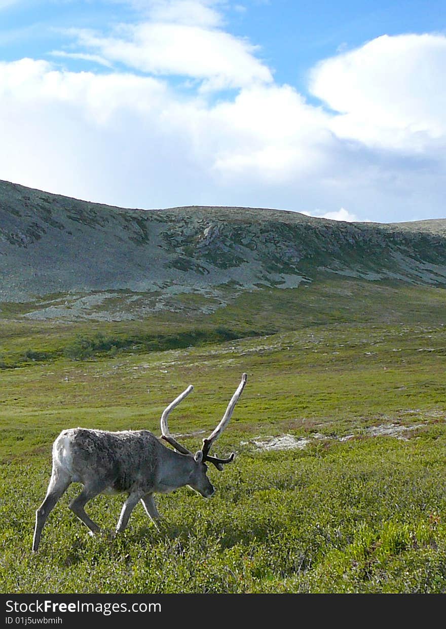 A reindeer walking on a mountain top with cloudy sky.