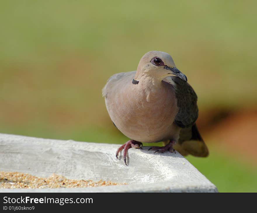 Red Eyed Dove