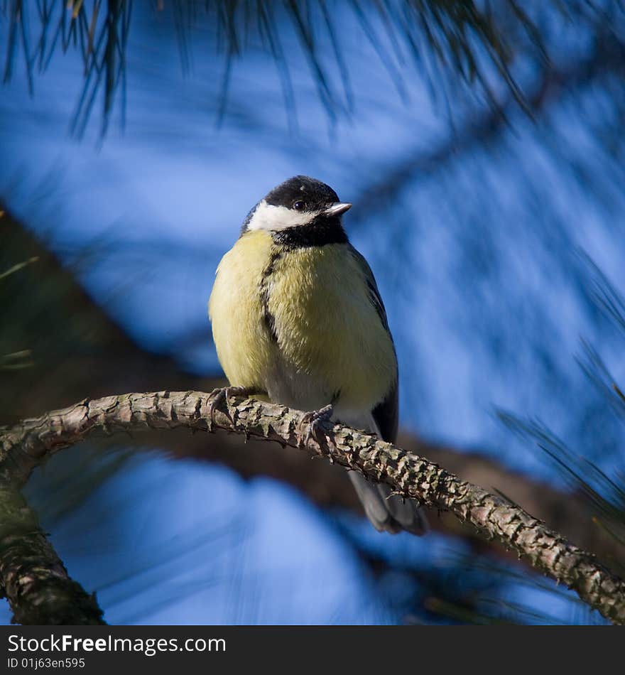 Yellow tit on blue background