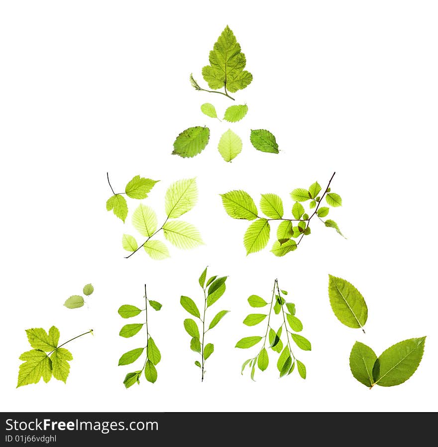 Set of isolated green leaves. Set of isolated green leaves.