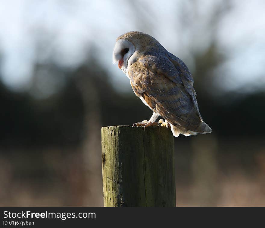 Barn Owl