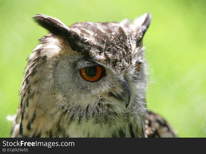 Portrait of an African male Eagle Owl