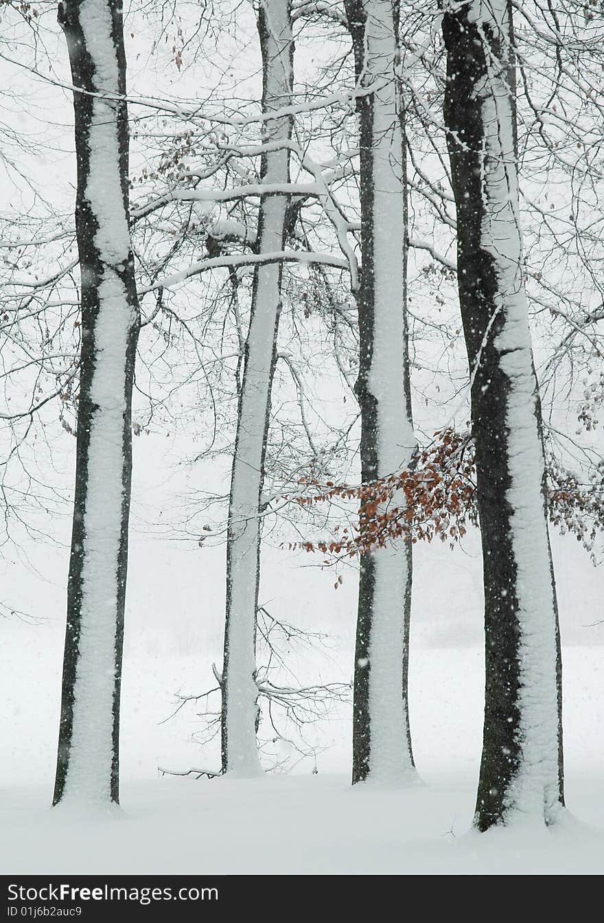 Winter Trees