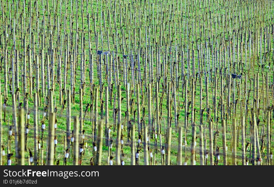 Vineyard field in early spring in Germany. Vineyard field in early spring in Germany