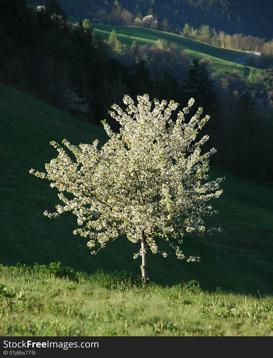 Blossoming cherry tree in spring in the Alps