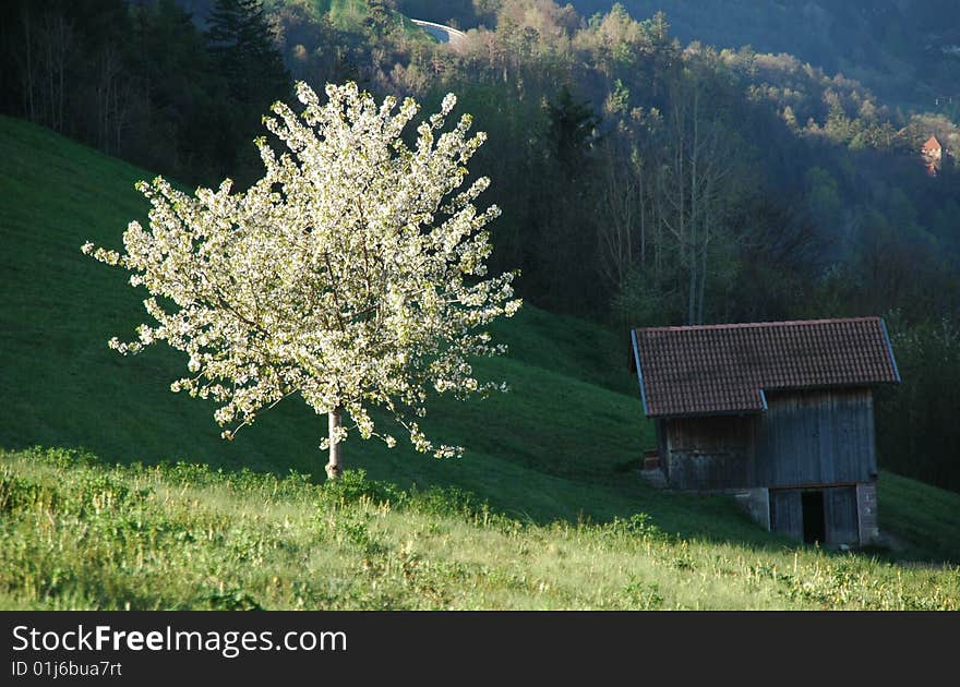 Cherry Tree and Hay Barn in Spring