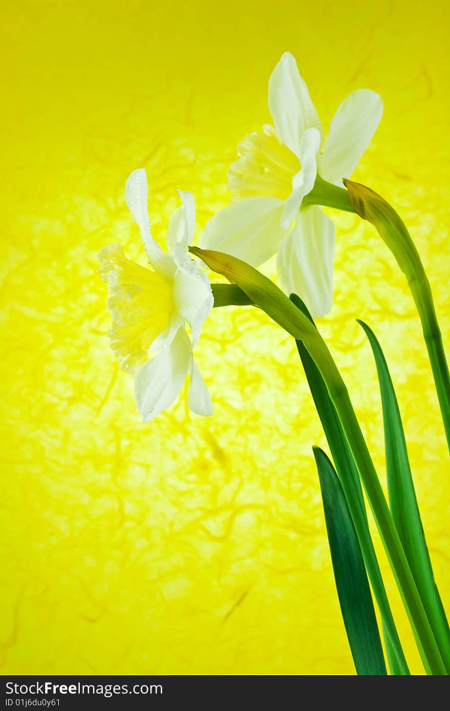 Two white jonquils on a yellow background close-up