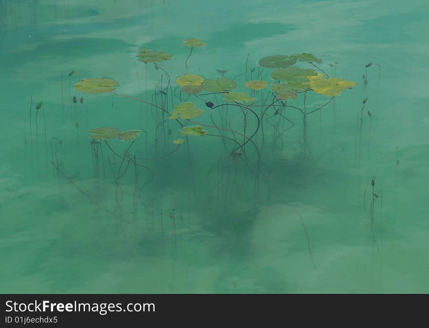 Water lily leaves in a shallow green pond. Water lily leaves in a shallow green pond