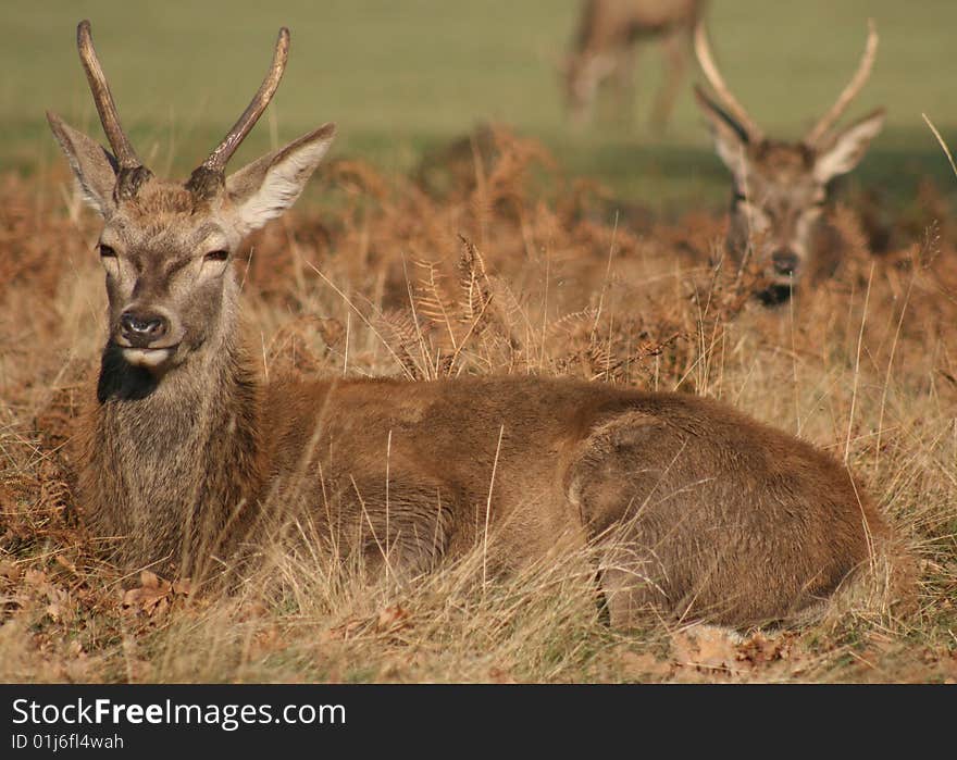 Red Deer in Richmond Park