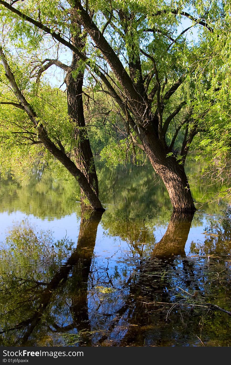 Tree On The River