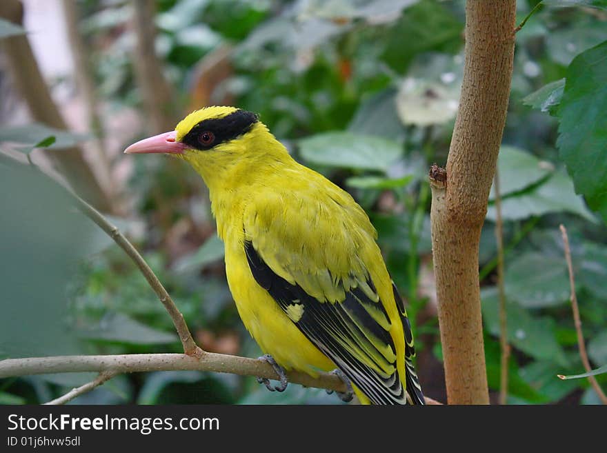 Close-up of a bright coloured tropical bird