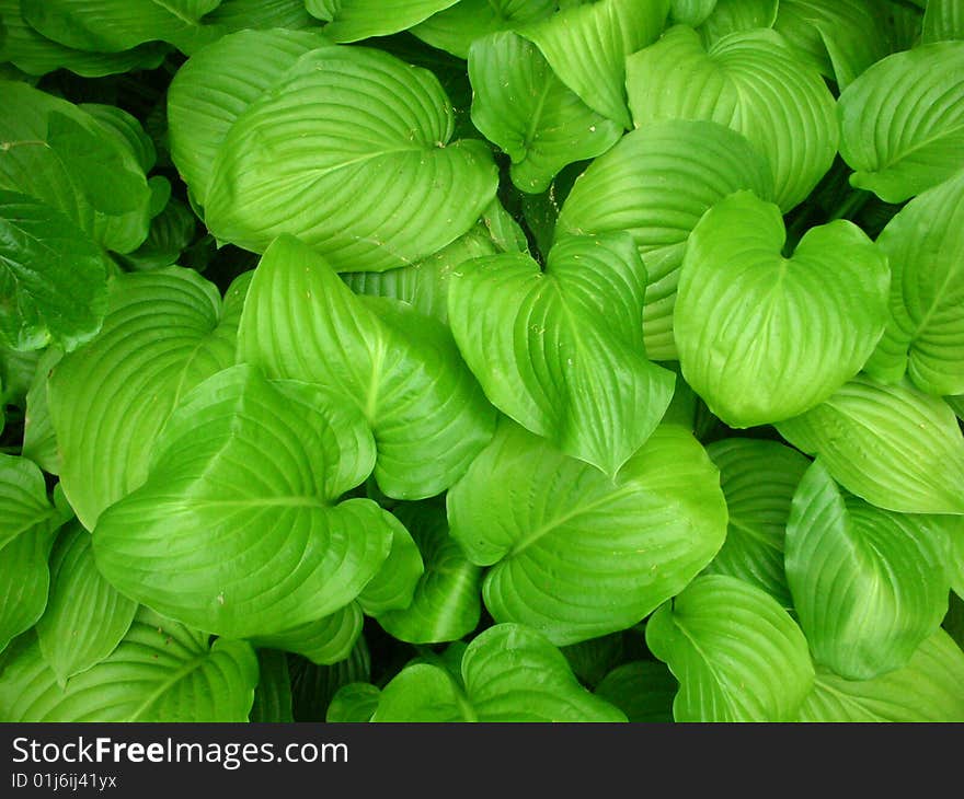 Green leaves cover in the forest close-up shot. Green leaves cover in the forest close-up shot